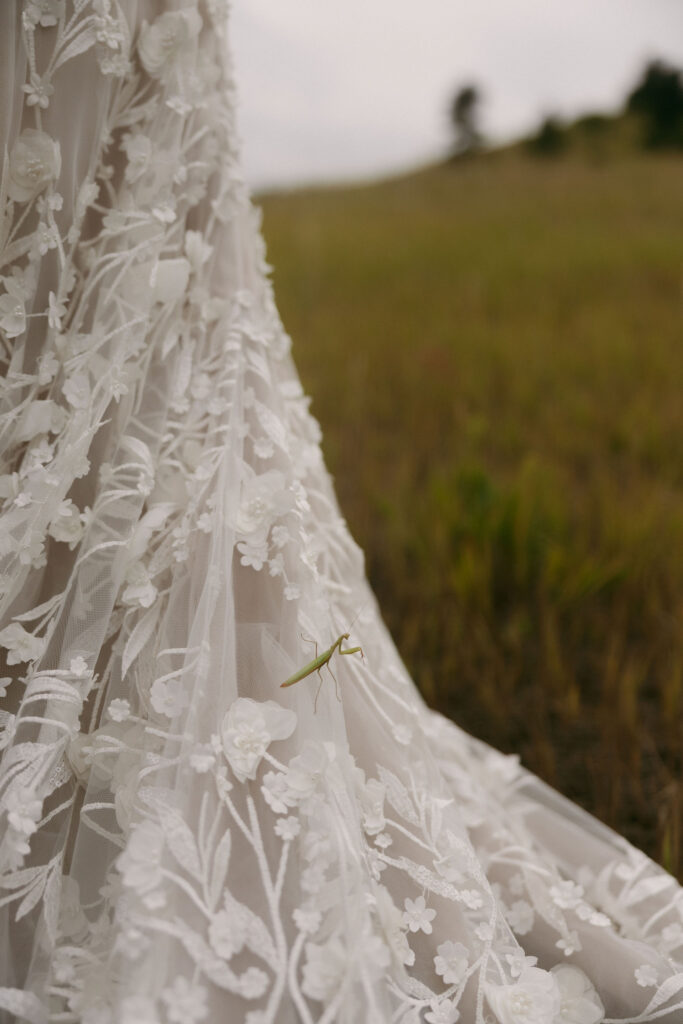 A praying mantic on a brides dress