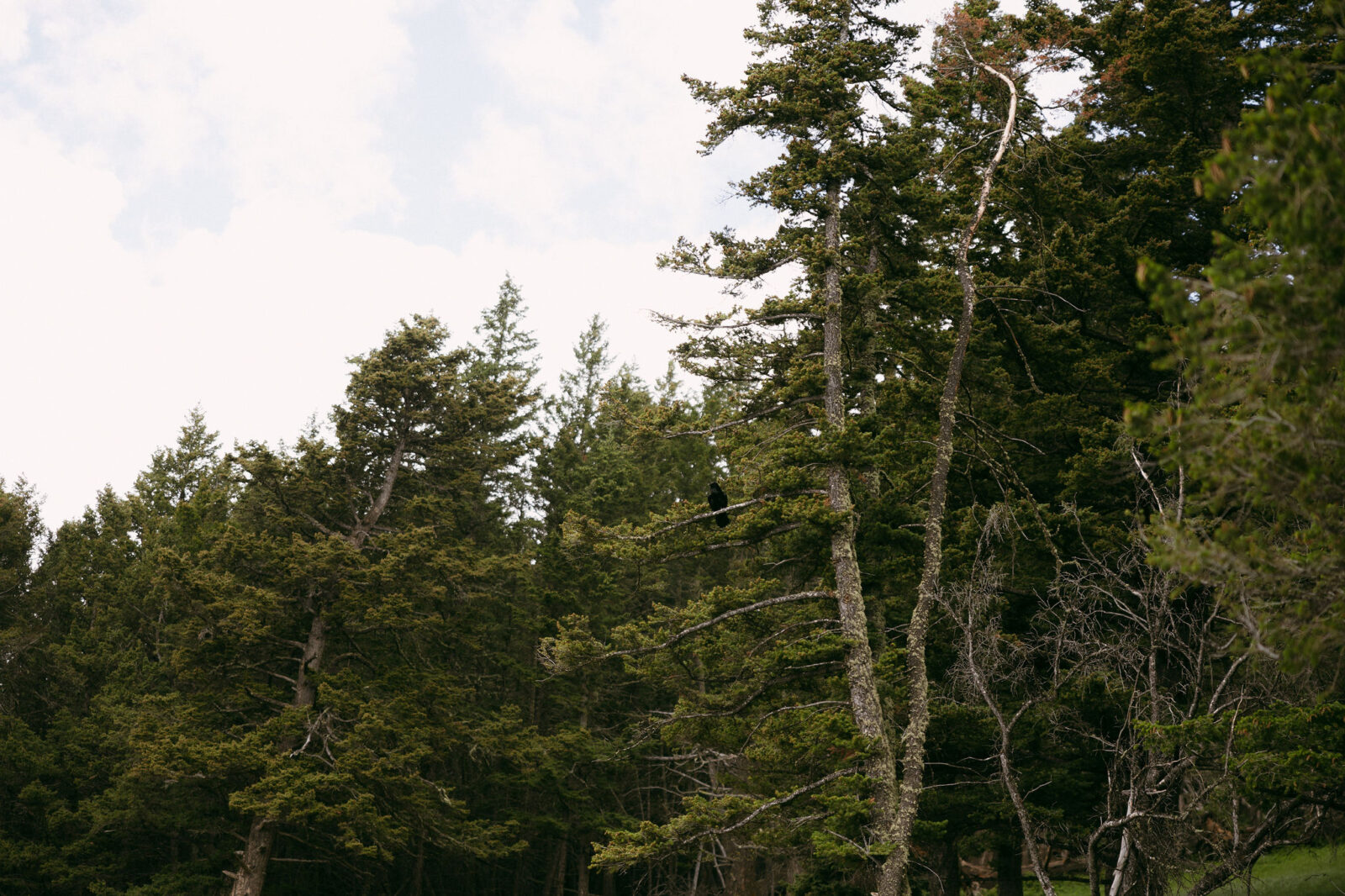 The trees in Banff National Park