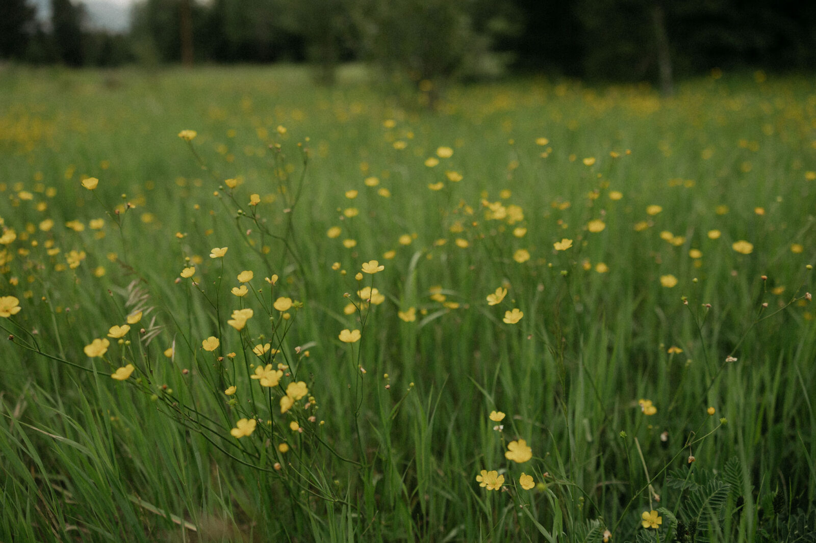 Wildflowers at Mount Norquay Lookout in Banff National Park.